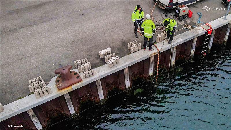 Workers in high-visibility jackets preparing to deploy 3D printed reef structures into the sea from a harbor edge. 