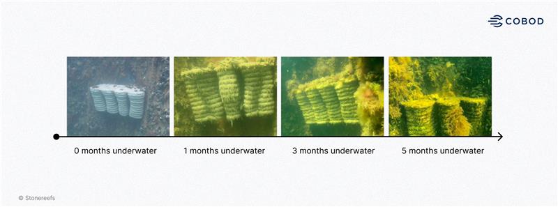 Timeline of 3D printed reef modules underwater, showing marine growth after 0–5 months.